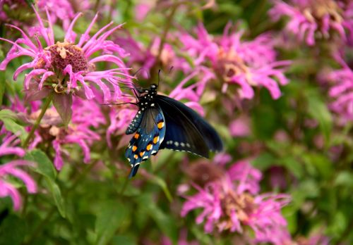 Butterflygarden-063c_727CCDA8-5056-A36F-23F5DB213934BABF_728a6001-5056-a36f-23cc27385fd9b93b