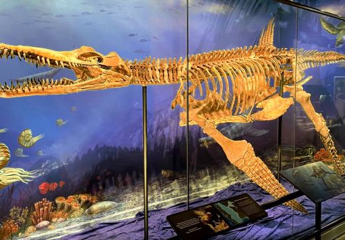 nessie2_E7FE5AE4-5056-A36F-2342BC78CC451278_e80960ed-5056-a36f-23389ffa07019e02